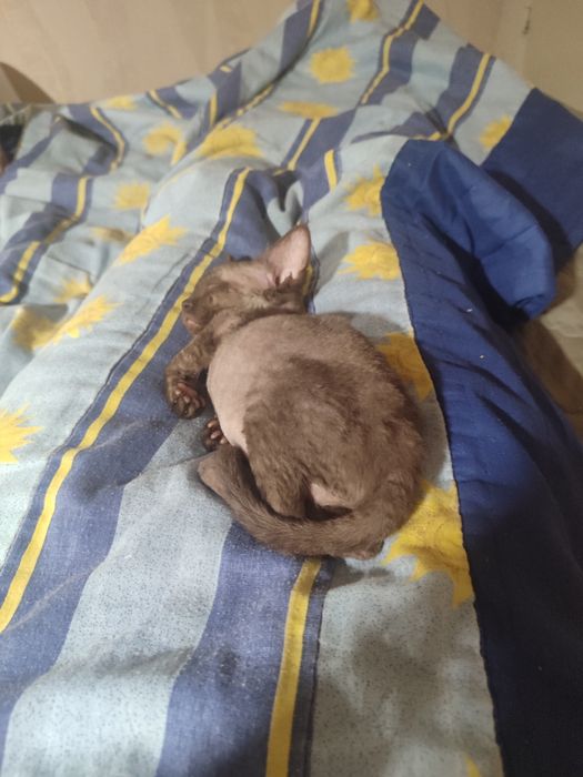 Дівчинка девон рекс