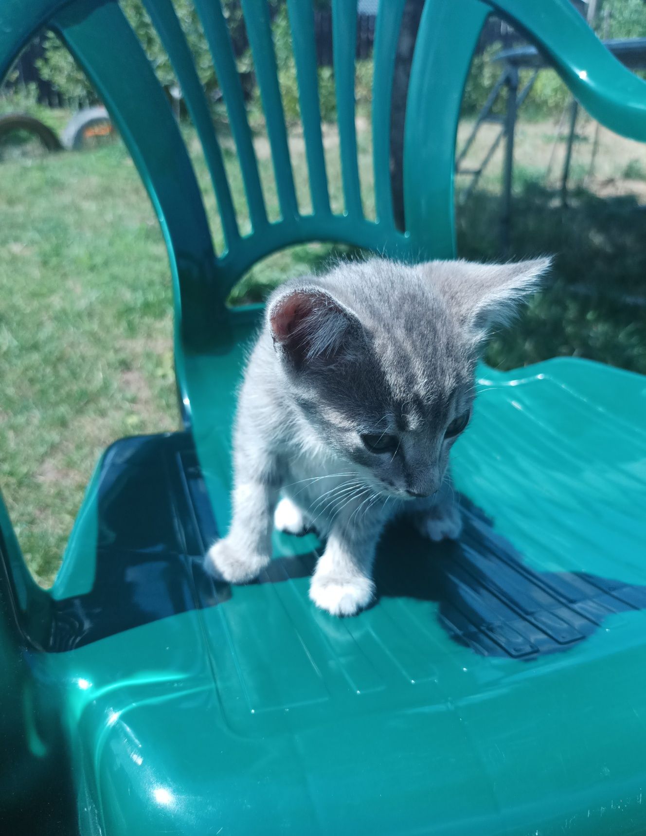Котенята безкоштовно