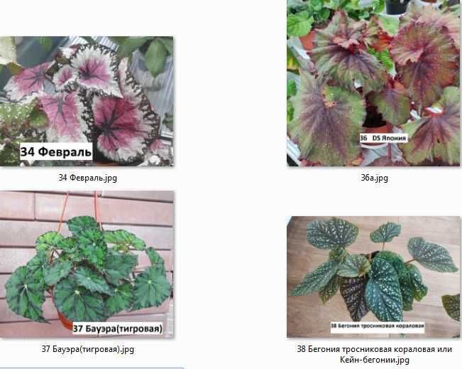 Бегония  декоративно-лиственные бегонии