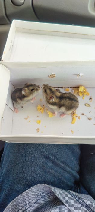 Хом'ячки грузуни джунгарики