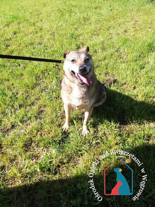 Mała sunia Kostka szuka domu!