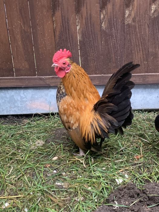 Serama kogutki kurki drob ozdobny