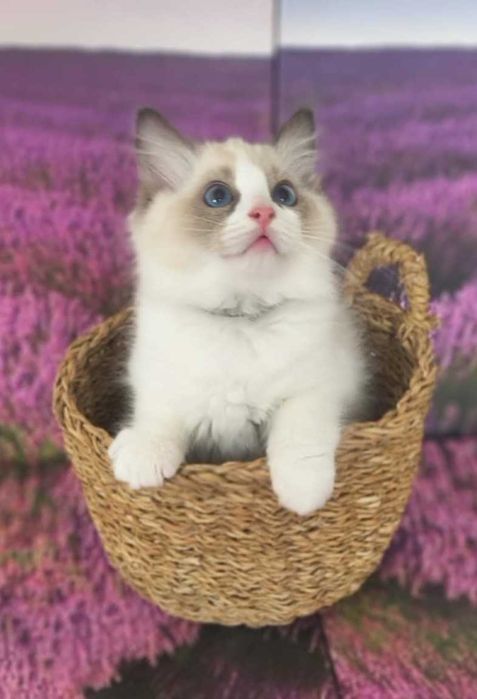 ELVIS - ciekawski i radosny kocurek rasy Ragdoll/FPL