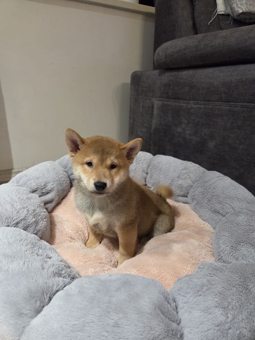 Shiba Inu szczeniak piesek