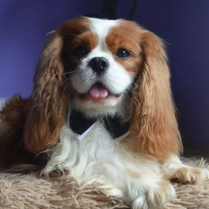 Кавалер Кинг Чарльз спаниель, вязка титулованный кобель.