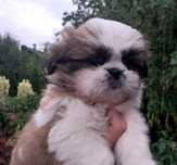 Śliczna Suczka  Shih tzu