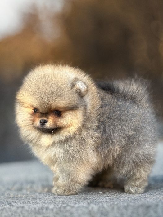 Pomeranian/szpic miniaturowy