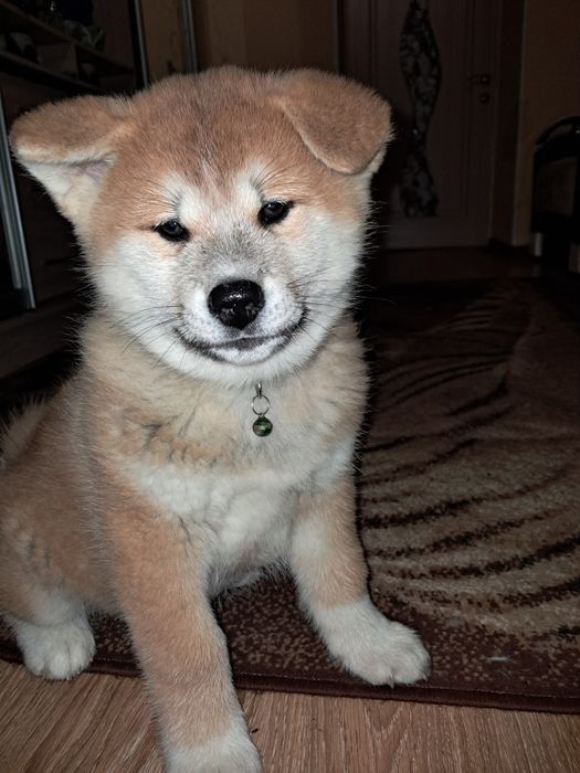 Акіта -іну хлопчики та дівчатка