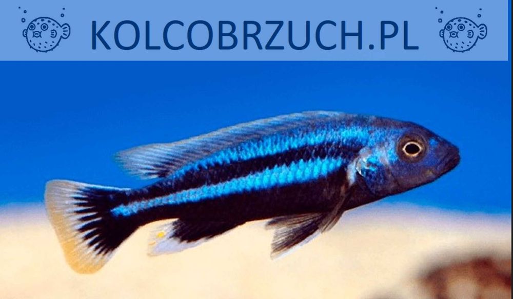 Melanochromis chipokae - PYSZCZAK - dowozimy, wysyłamy