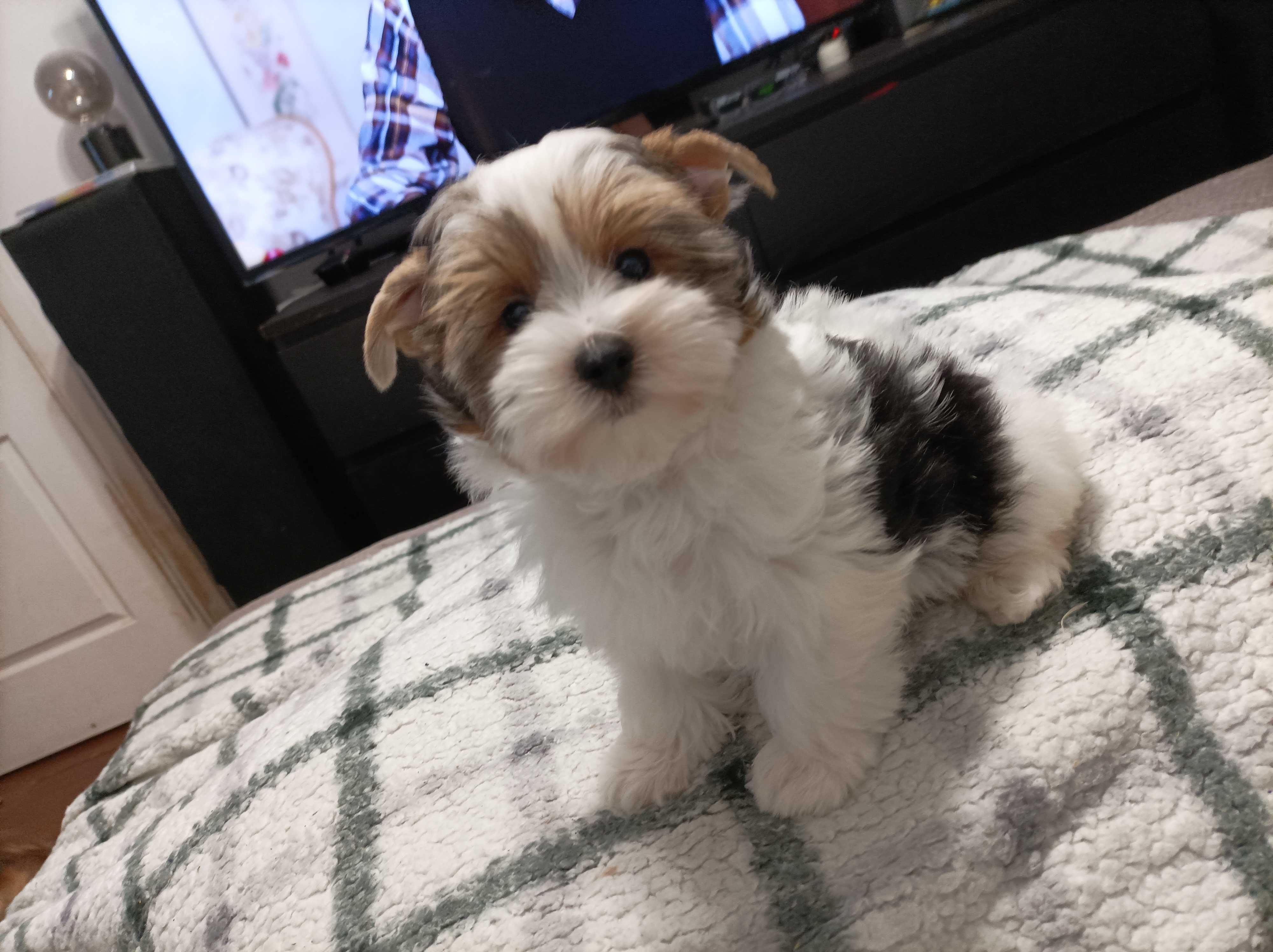 York terrier biewer