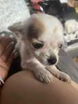 Chihuahuaha sunia dlugowlosa