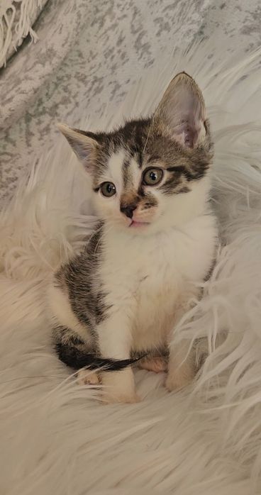 Kotki szukają domów