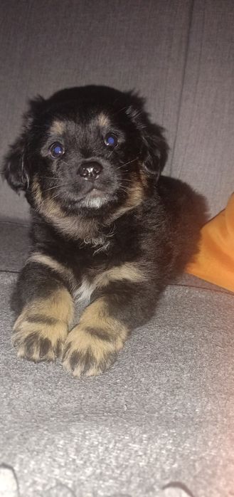 Suczka malutka kundelek