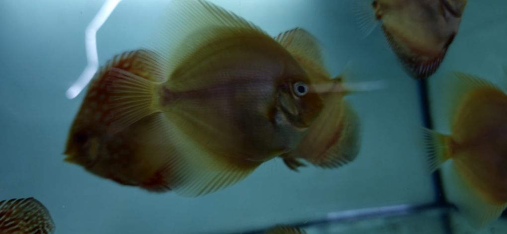 Discus disponíveis