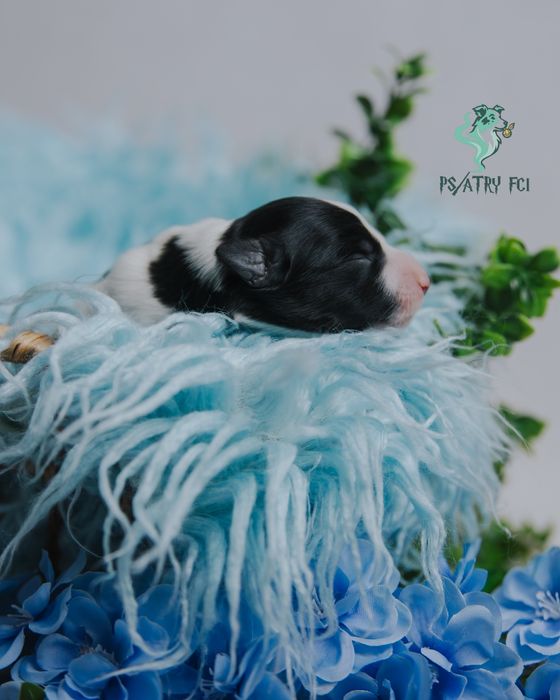 Psiatry FCI Border Collie samiec czarno biały