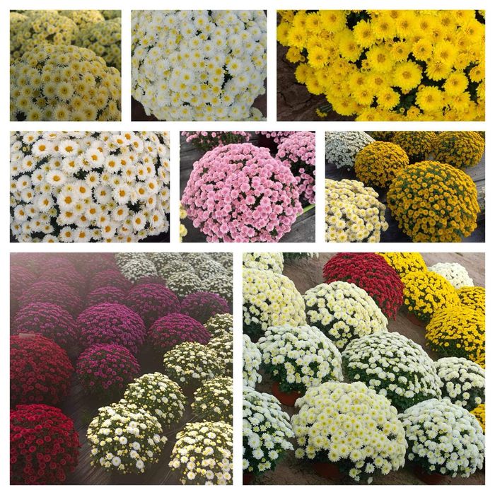 Chryzantemy doniczkowe