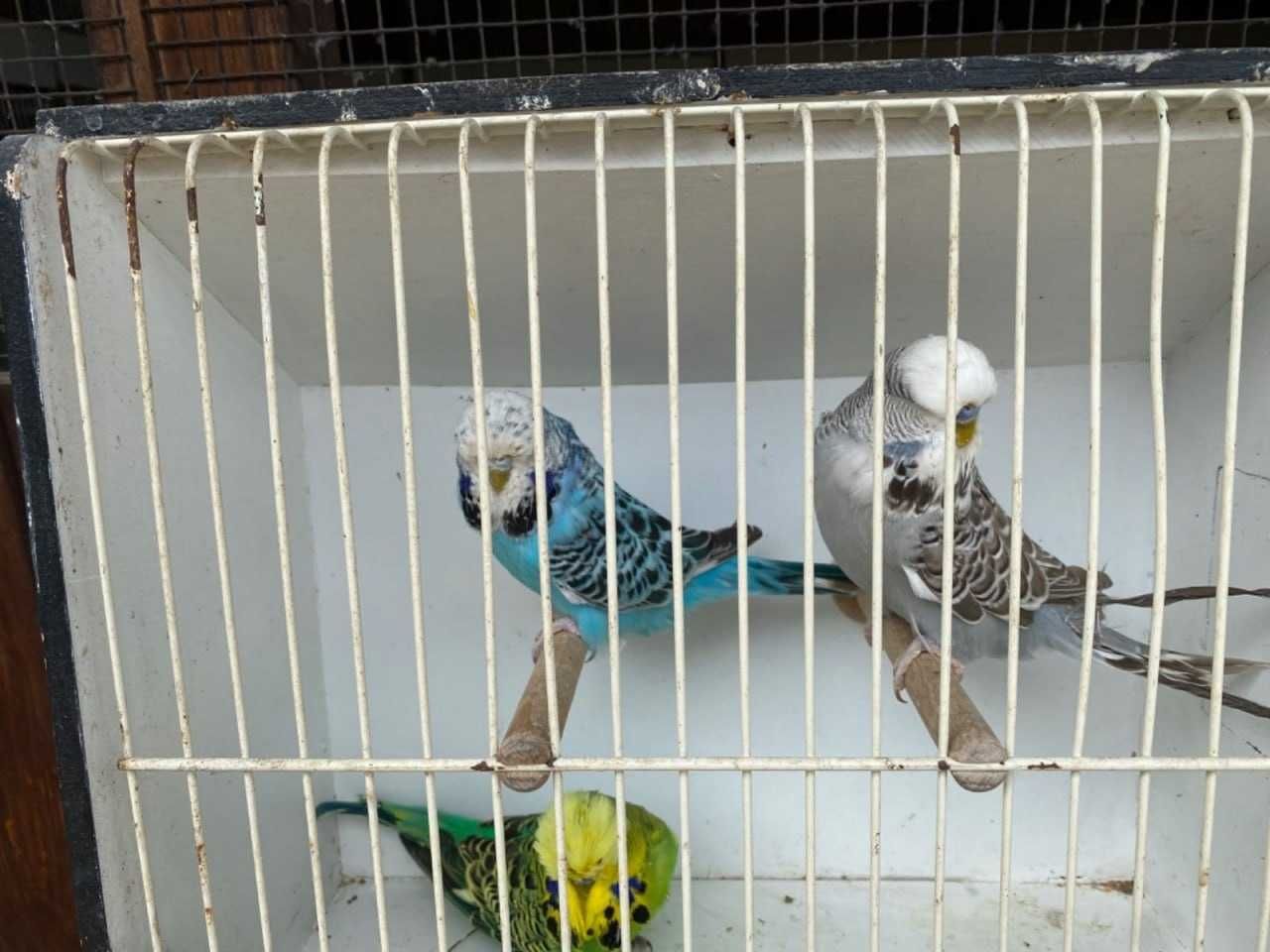 Волнистые попугаи ждут вас в своем новом доме