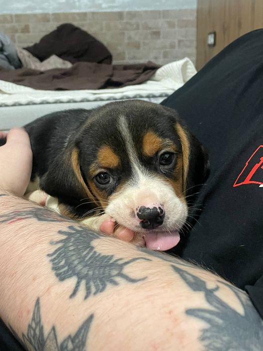 Біглі окрас триколор