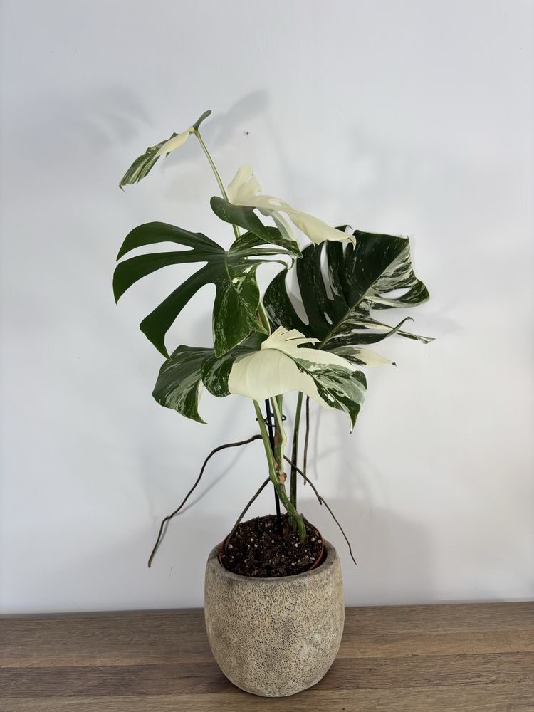 Monstera variegata MV28XXL