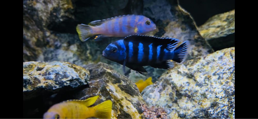 Chindongo Saulosi Taiwanee Reef samce po selekcji