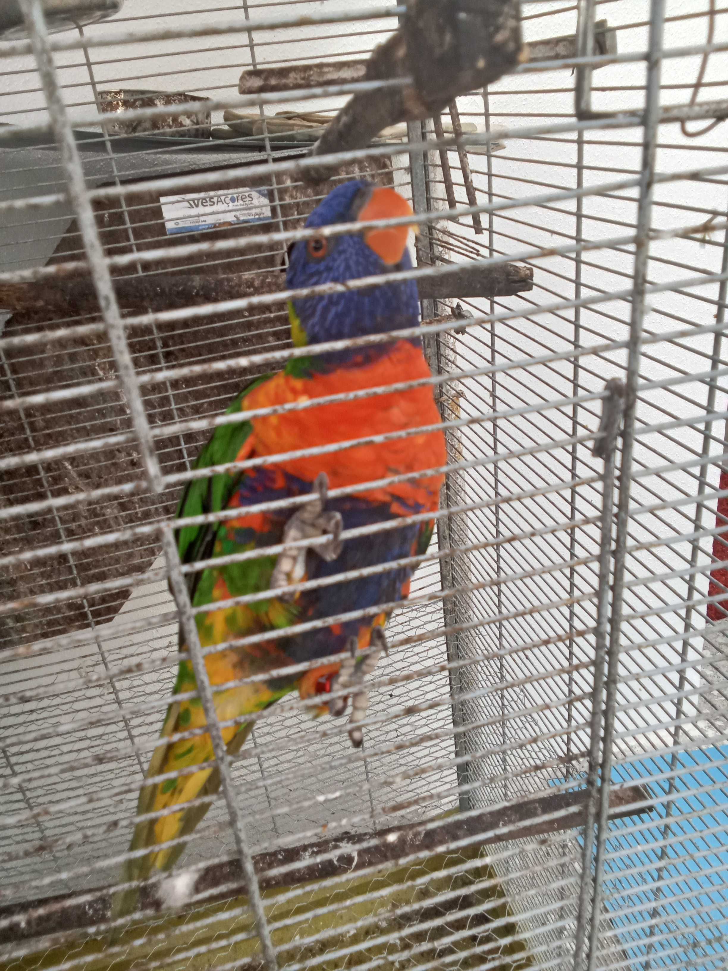 Vendo casal loris