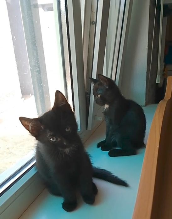 Котята, кошенята