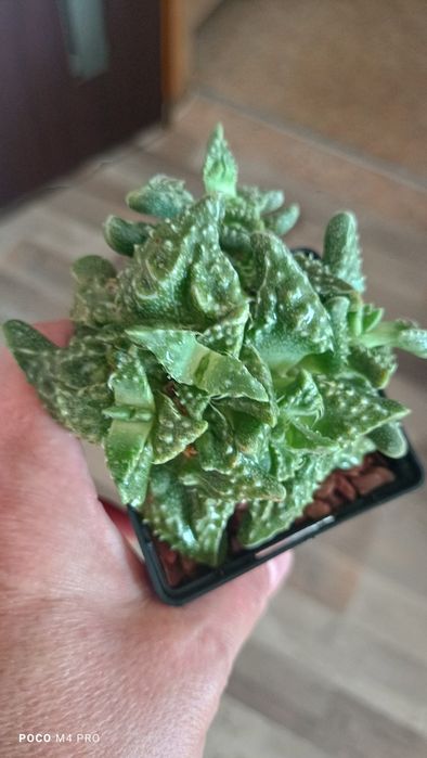 Фаукария суккулент кактус