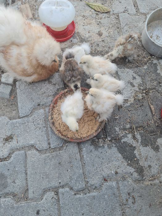 Pintos Sedosa do Japão Urgente