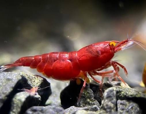 Neocaridina Red Demon (Orange Eyes) – Raros