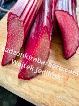 Sadzonki rabarbaru , karpy rabarbaru , rabarbar in vitro