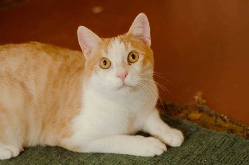 Лисик в поиске любящей семьи!