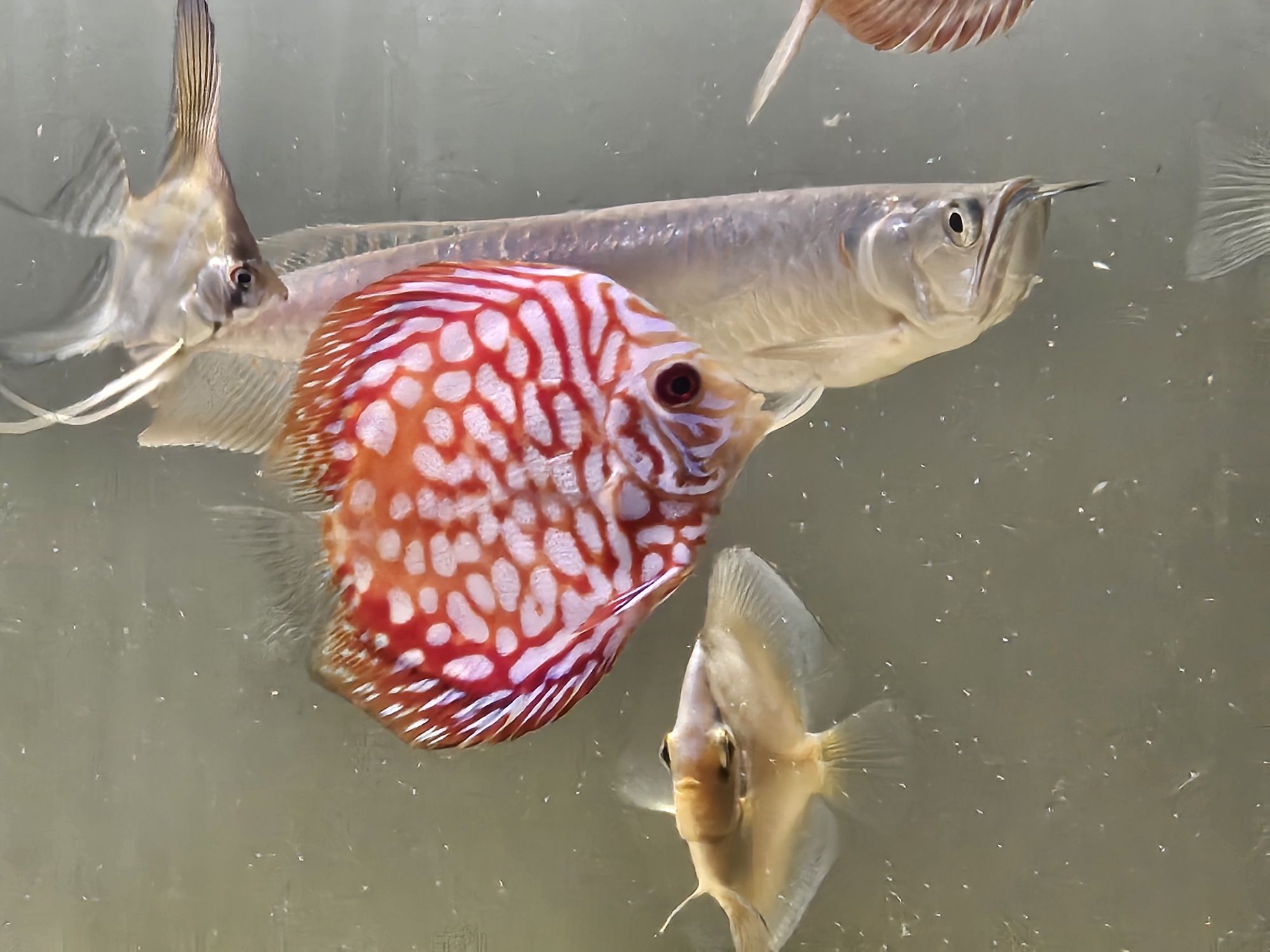 Arowana srebrna sprzedam