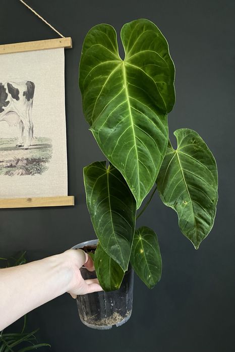 Антуріум Anthurium Queremalense