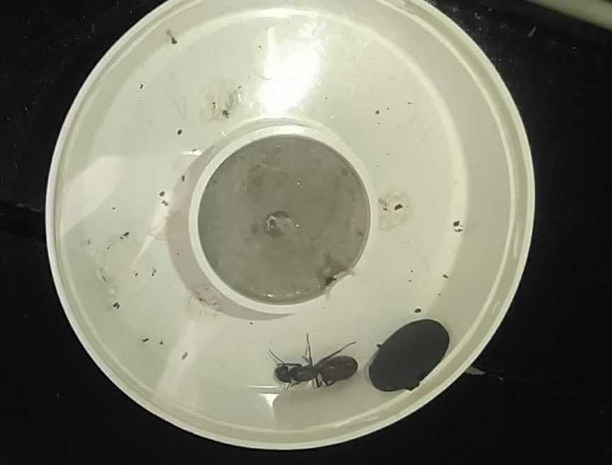 Мурахи Camponotus Vagus, матка, муравьи