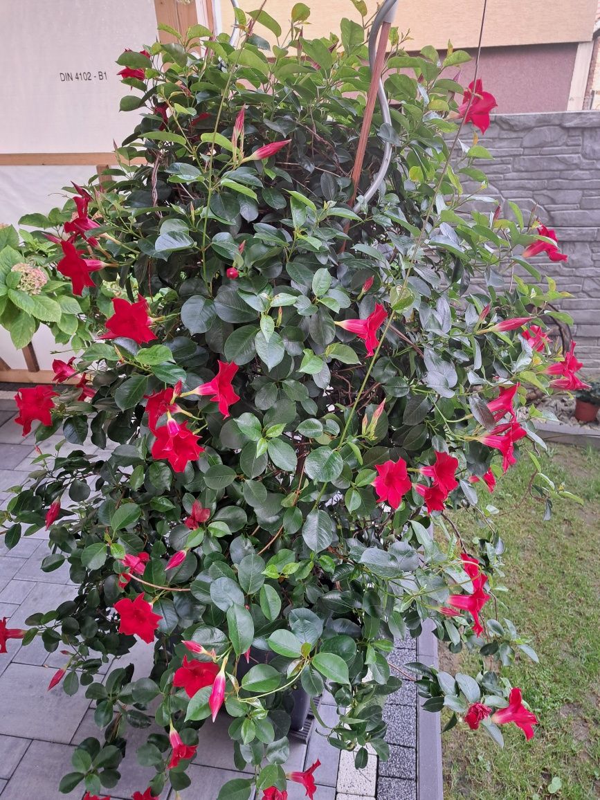 Kwiat Dipladenia