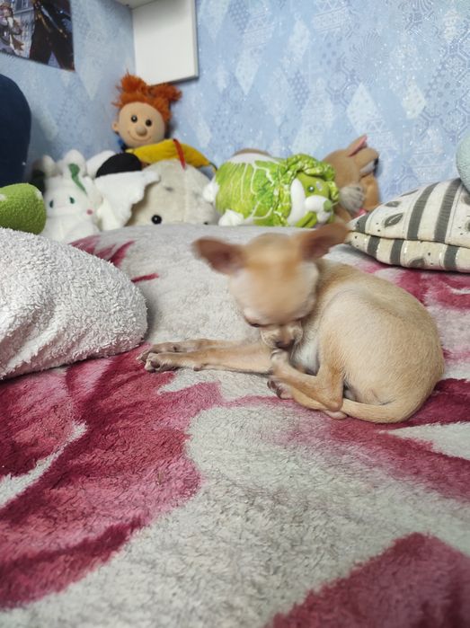 ЧУДО мини чихуашечка!!!