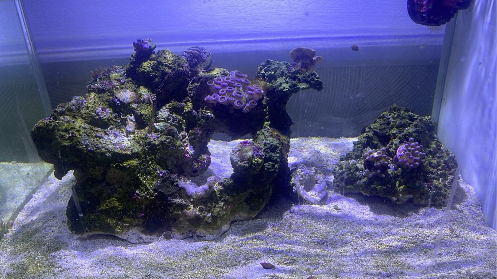 Corais zoanthus e rodacthis