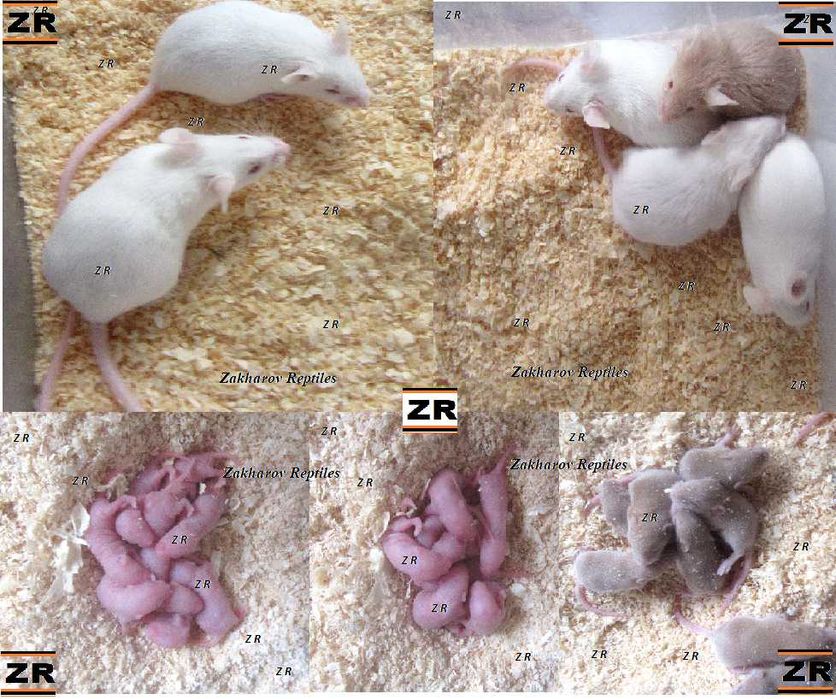 Кормовые мыши. Живые и заморозка. Киев, от 10 шт.