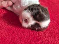 Przepiękna biało czekoladowa sunia Shih-Tzu