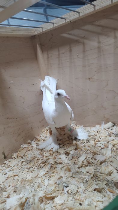 Sprzedam Samica Bocianka