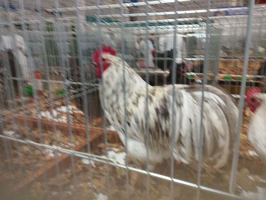 Kury i koguty rasowe Australorp, barnevelder