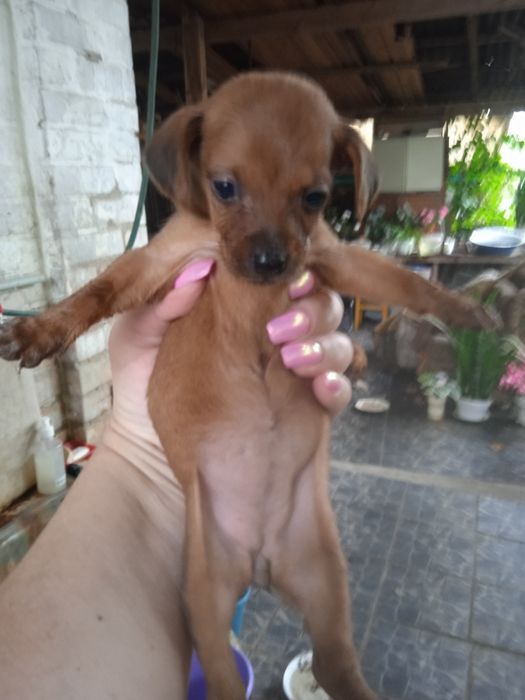 Цуценята Такси та Джек Рассел