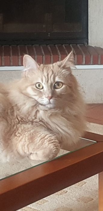 Doação gato 4 anos - saudável