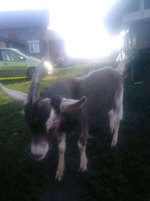 Koziołek  British Toggenburg