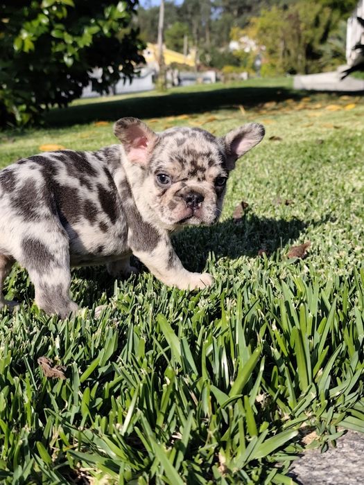 Bulldog creme femea