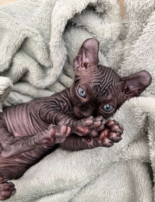 Канадський сфінкс єльф