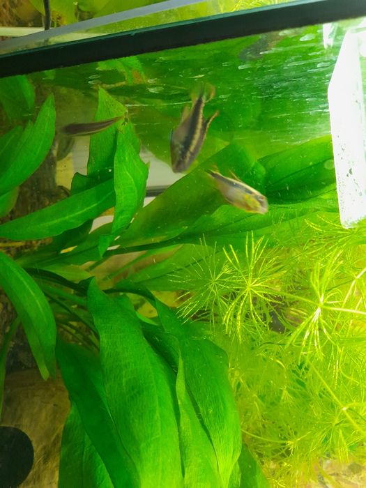 Barwniaki czerwono brzuche