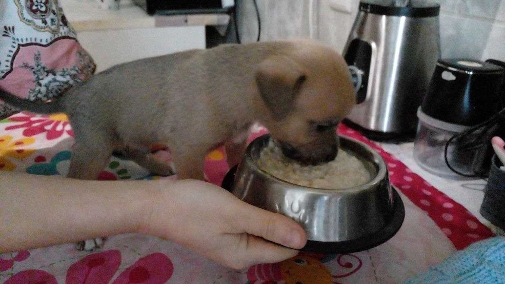 Цуценята піт-бультер'єра