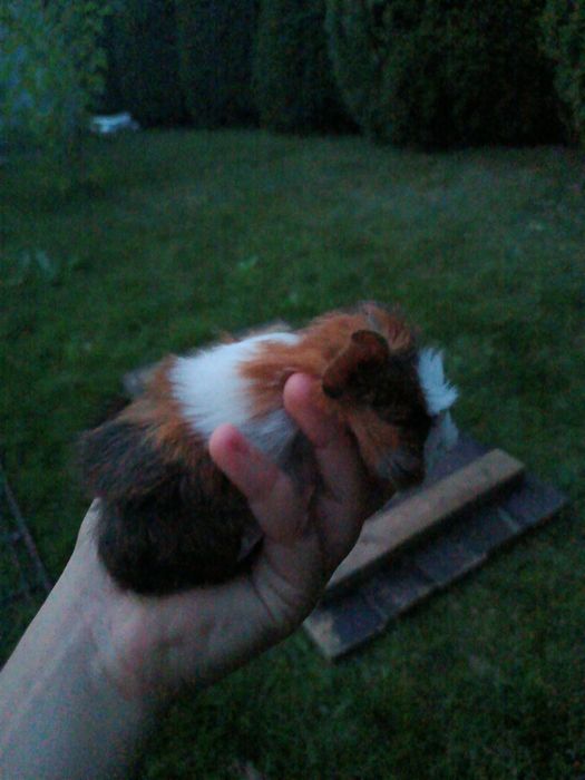 Świnki morskie malutkie