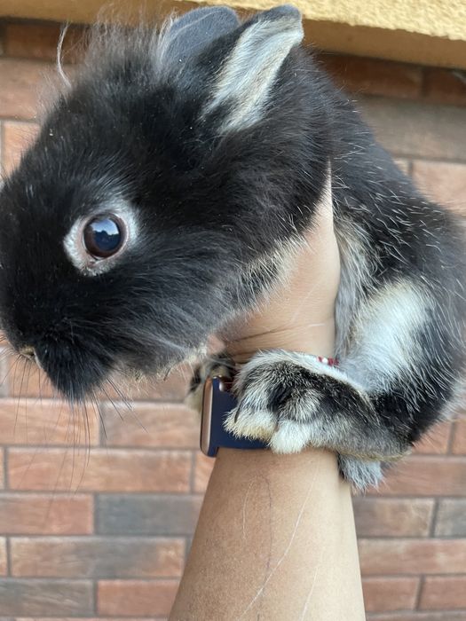 Карликовий міні кролик